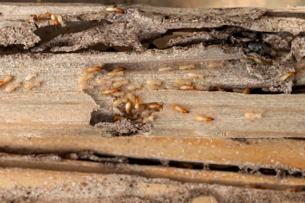 Best Affordable Pest Control Services  in Sanger, CA