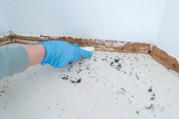 Best Rat Extermination Near Me  in Sanger, CA